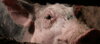 Schwein guckt neugierig durch einen Spalt